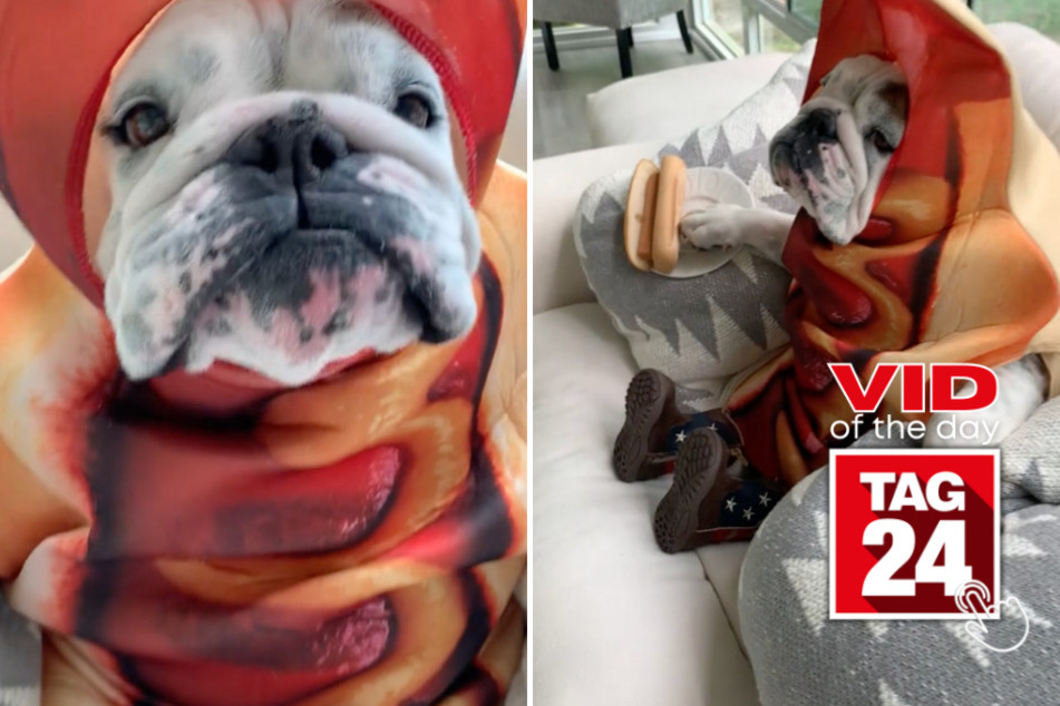 viral videos: Viral Video of the Day for July 31, 2023: Bulldog relishes the day in adorable TikTok!