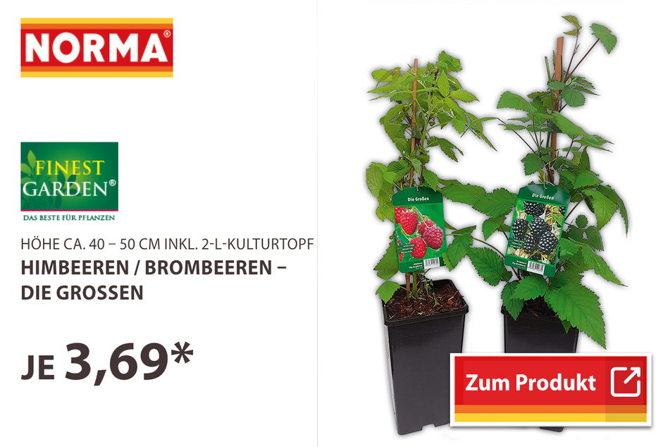 Himbeer- oder Brombeer-Strauch