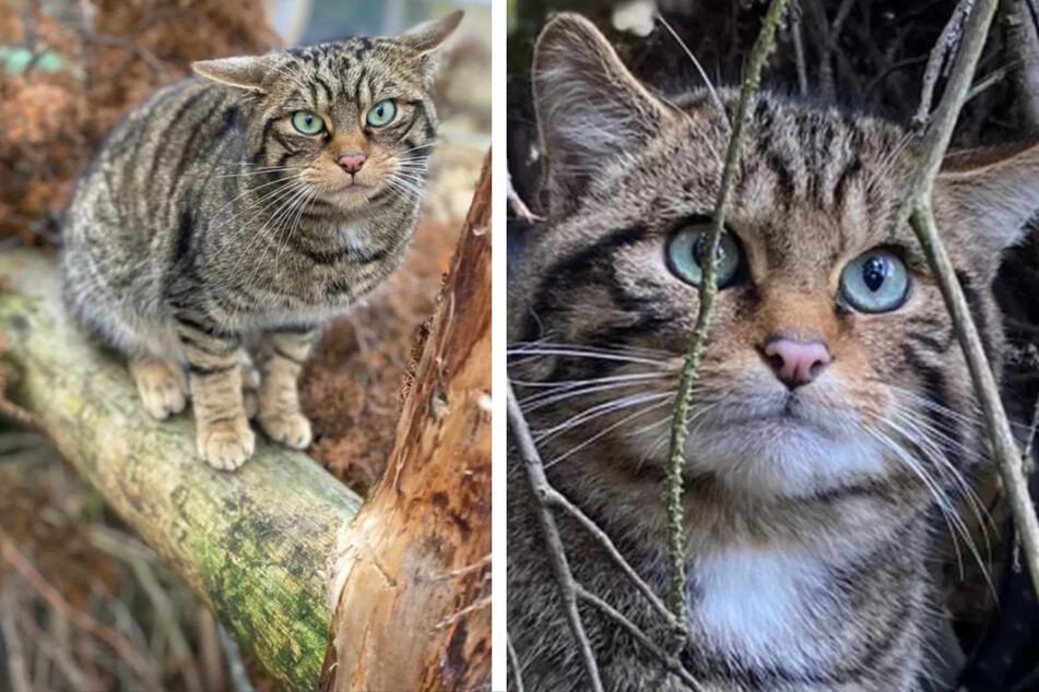 Wildkatzen in Gefangenschaft gezüchtet: Nun sollen sie freigelassen werden