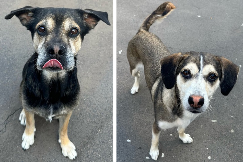 Zwei Shar-Pei-Mix-Hunde sind wohnen derzeit im Tierheim Frankfurt und suchen von dort aus ein neues Zuhause. Die Namen des Papa-Tochter-Gespanns sind urkomisch.