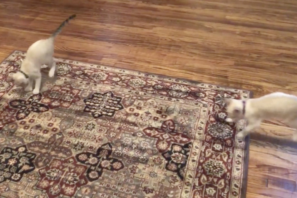 Nanu, was passiert denn hier? Die beiden Katzen sind völlig verblüfft, als sich der Teppich unter ihnen plötzlich bewegt.