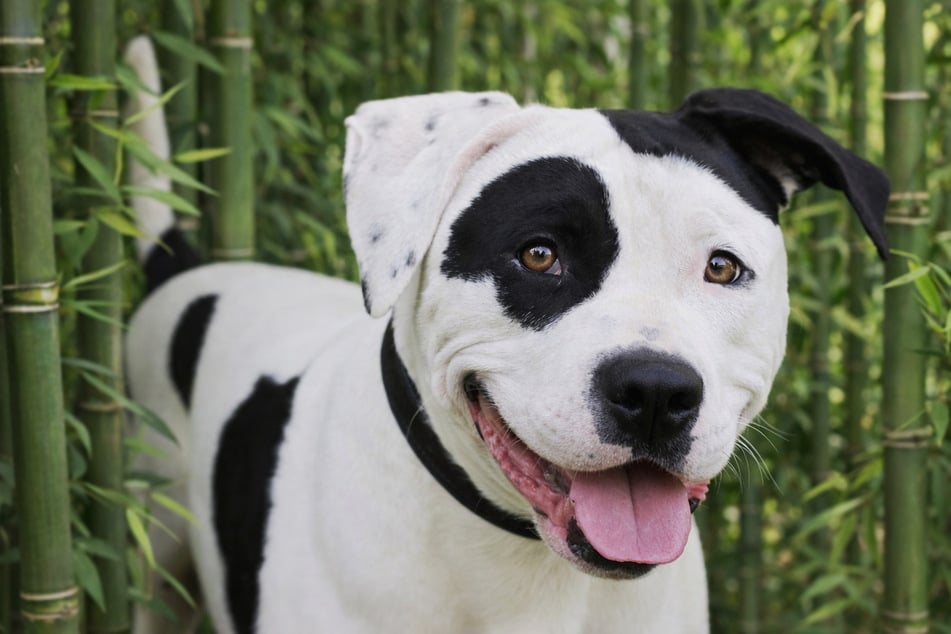 Hund Carlos wartet im Münchner Tierheim. Innerhalb Bayerns darf er aufgrund seiner Rasse nicht vermittelt werden.