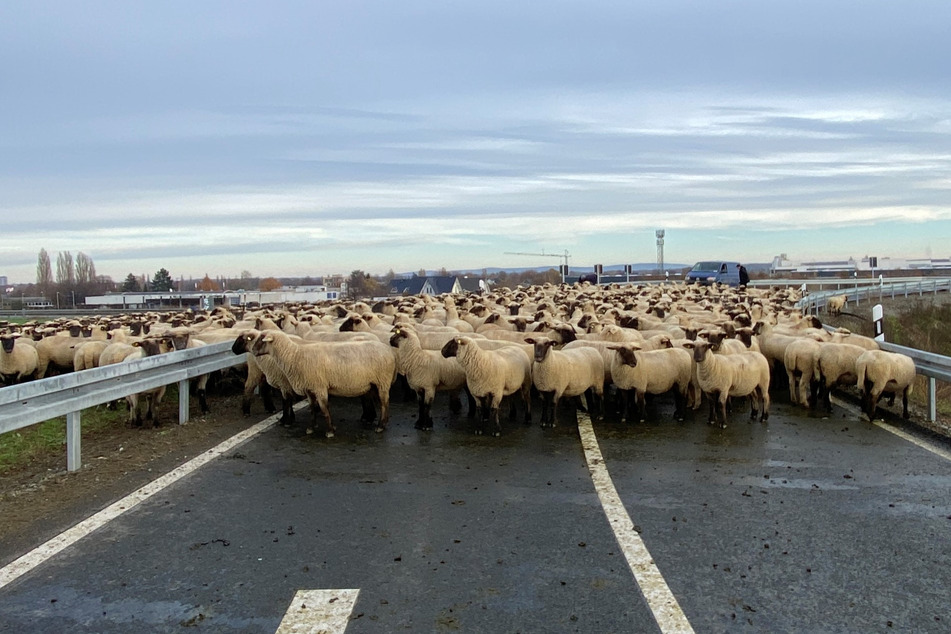 Eine Schafherde mit über 100 Tieren versperrte am Sonntag die Auffahrt zur A39 nahe Braunschweig.