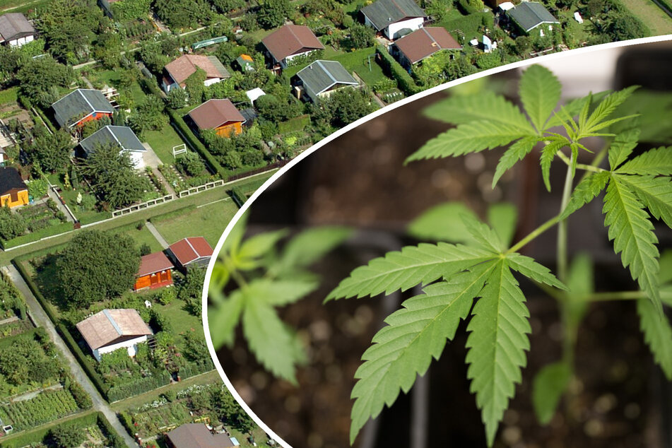 Dürfen Dresdens Laubenpieper schon bald Cannabis im Kleingarten anbauen?