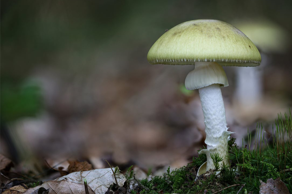 Tödliche Falle der Natur: Das ist der giftigste Pilz der Welt!