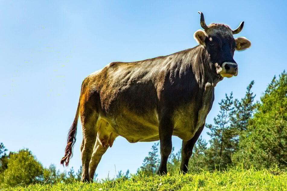 Der Stier rammte den Landwirt gegen die Stallwand. (Symbolbild)
