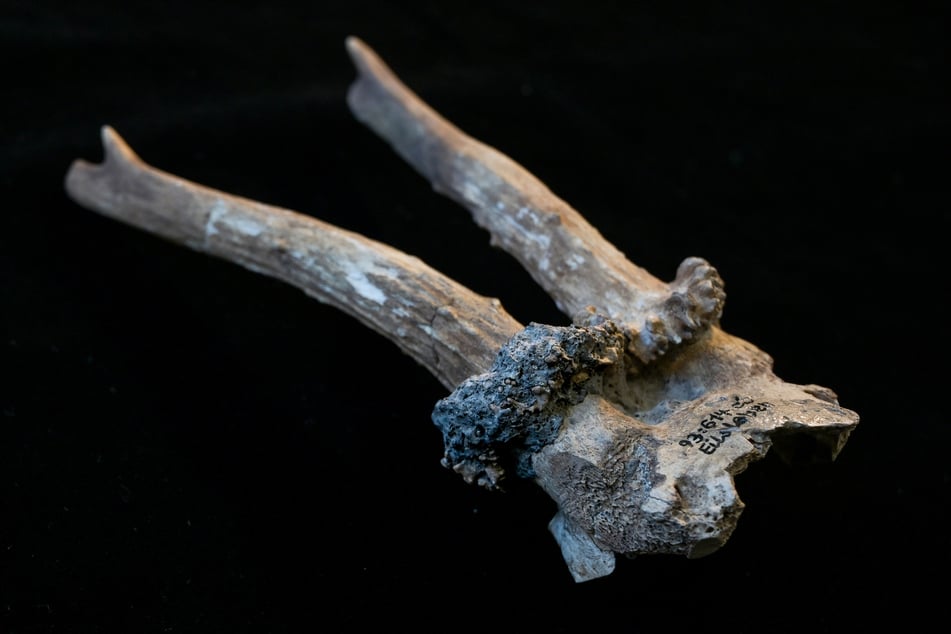 Es soll sich um das Geweih eines etwa zwei bis drei Jahre alten Rehs handeln.