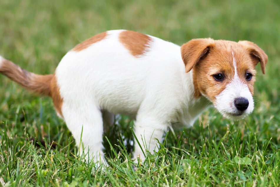Gerade bei jungen Hunden mit chronischen Darmproblemen kann eine Kottransplantation sinnvoll sein, um Langzeitproblemen vorzubeugen. (Symbolbild)