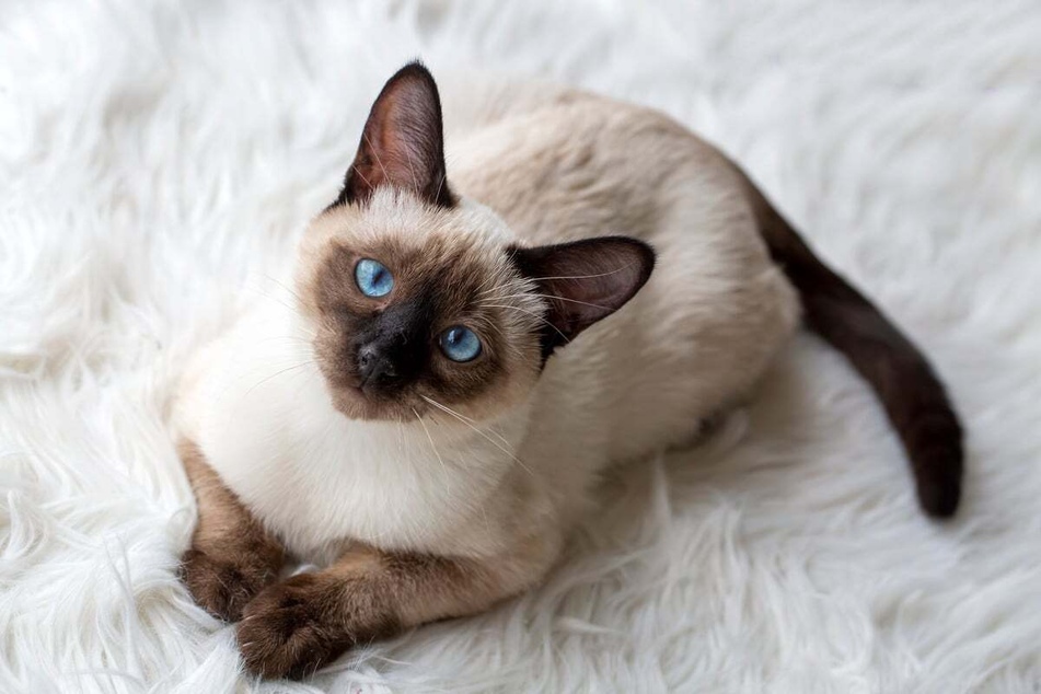With huge ears and dark faces, the Siamese is one of the friendliest and funniest cat breeds.