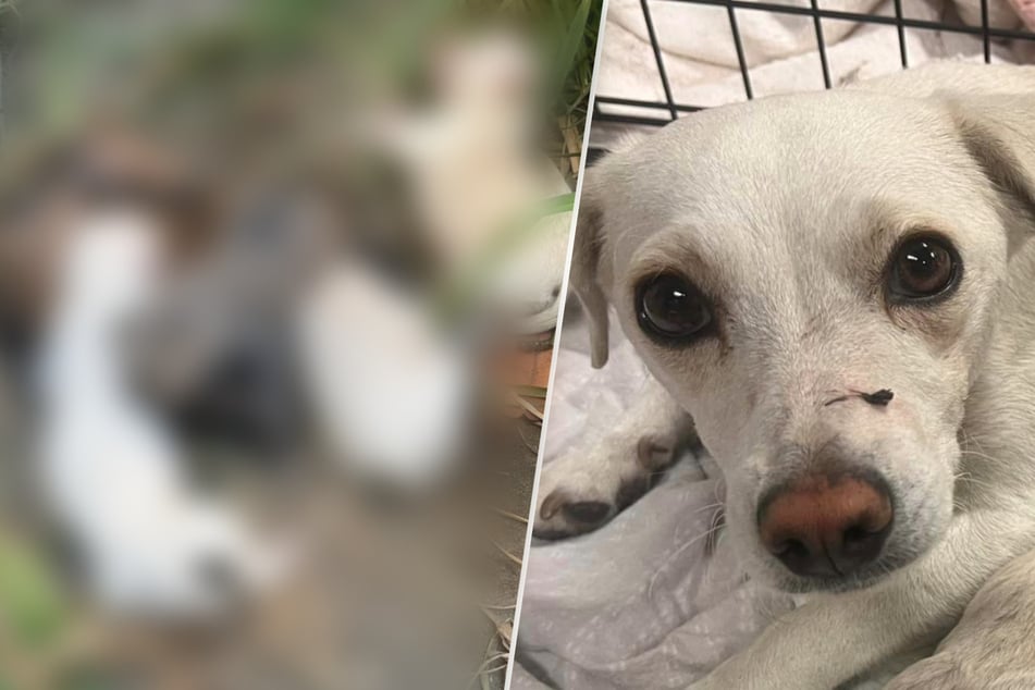 Kleine Hündin kauert verlassen im Garten: Was Helfer dann entdecken, rührt sie zu Tränen