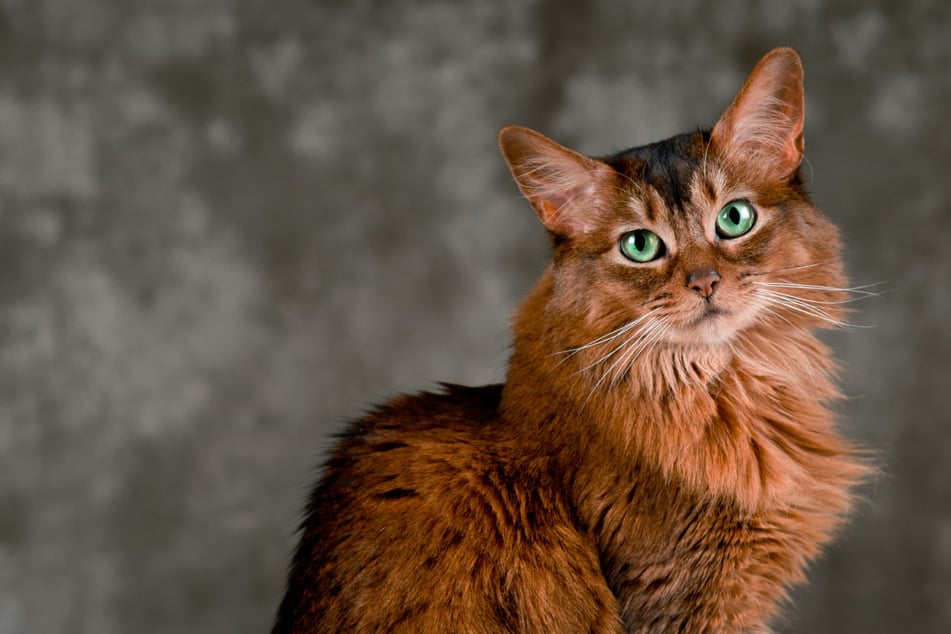 Athletin mit seidigem Fell: Die Somali-Katze im Rasseporträt