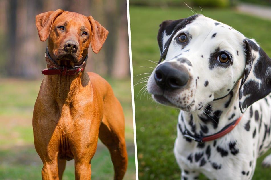 Laut Tierheim ist Akira eine Mischung aus Rhodesian Ridgeback (l.) und Dalmatiner. (Symbolbild)