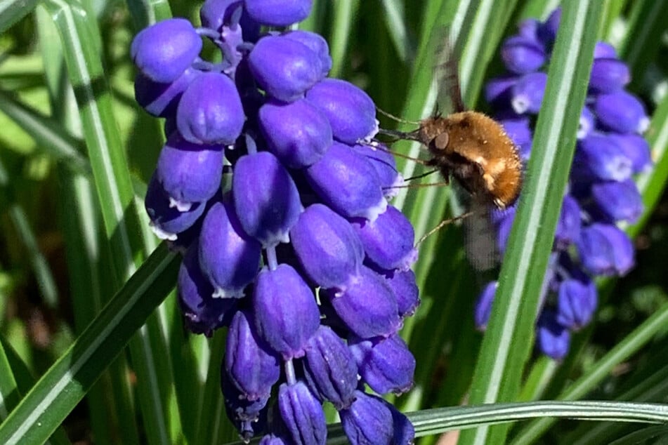 Ein Wollschweber an einer Blüte einer Traubenhyazinthe. Die Insekten haben Ähnlichkeit mit Hummeln, gehören aber zu den Fliegen.