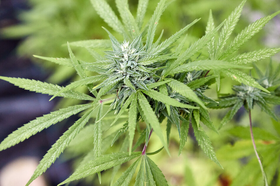 Cannabis-Clubs dürfen erst ab Juli eigene Pflanzen anbauen.
