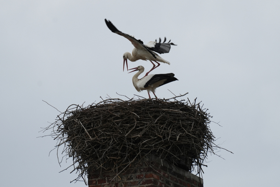 Das Storchenpaar im ostsächsischen Nostitz hat Ende Februar sein Netz bezogen. Am Freitag konnte man es bereits bei der Familienplanung beobachten.