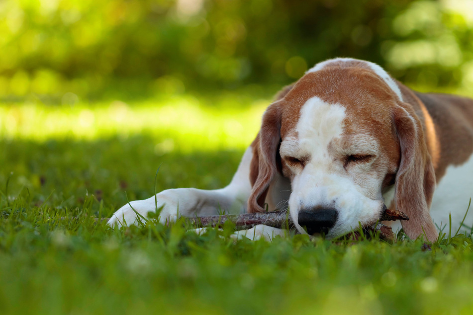 Traurig: Hund in Zug-Toilette einfach ausgesetzt