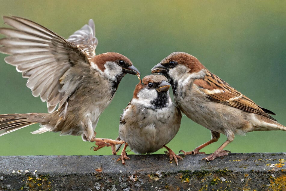 Zankende Spatzen - der Haussperling führt auch heuer die sächsischen Vogel-Charts an.
