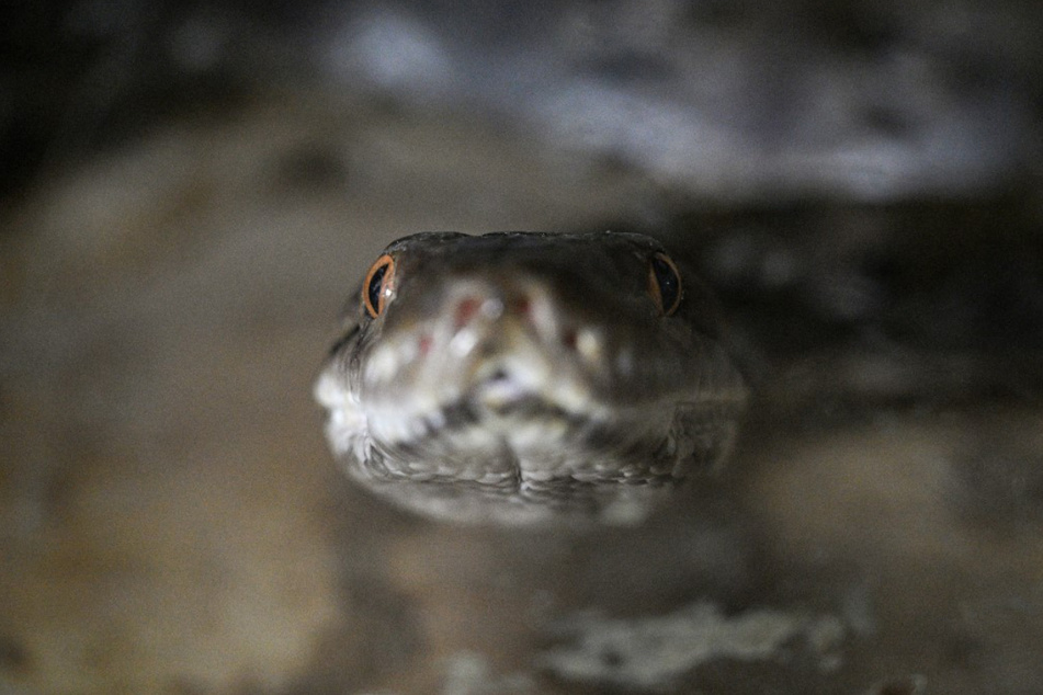 In Indonesien ist eine Frau nach einem Angriff einer Python gestorben. (Symbolbild)