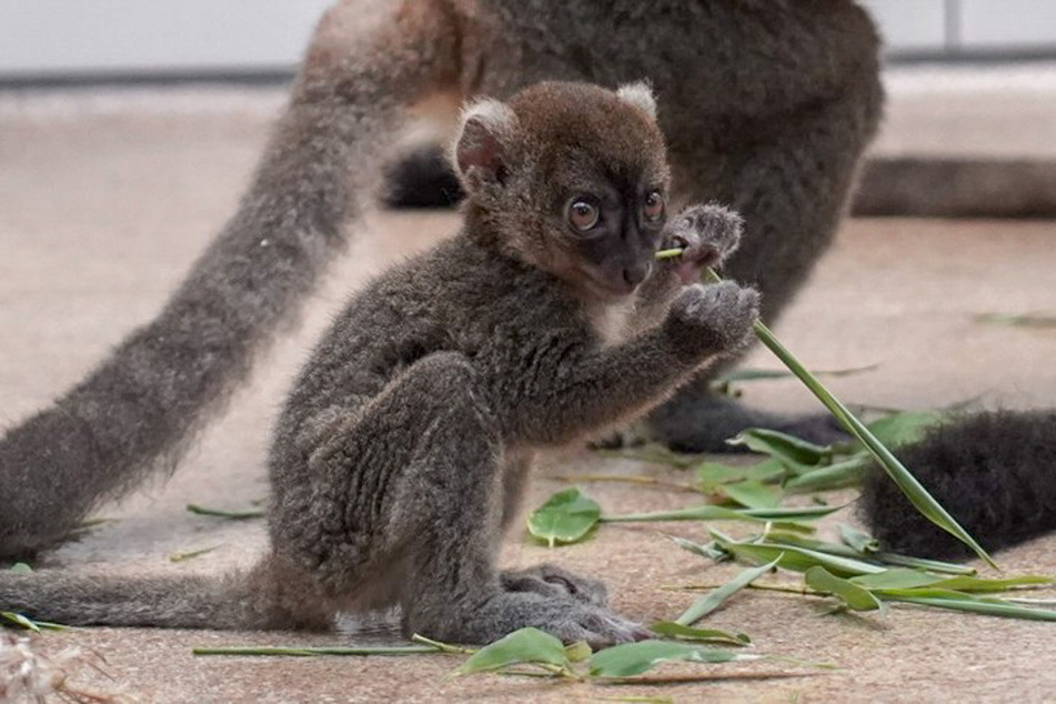Der Bambuslemur "Mahery" ist Ende Mai auf die Welt gekommen.