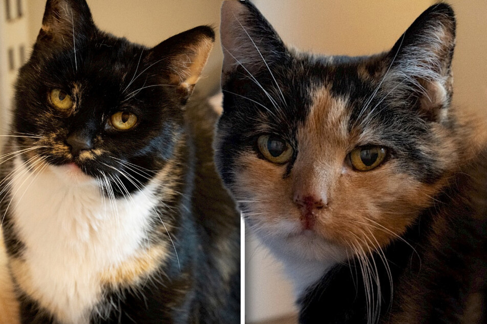 Katzen-Duo läuft die Zeit davon: Sie suchen dringend ein neues Zuhause!