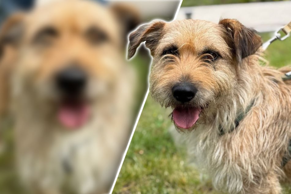Pequeño perro con una cuerda al cuello corre hacia el rescatista de animales: ahora todo le irá bien.
