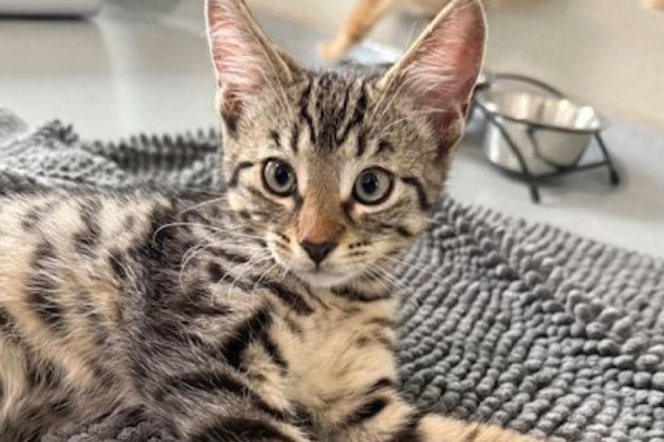 Die Katzenkinder sollen jeweils zu zweit vermittelt werden.