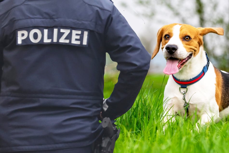 Das Aussetzen von Haustieren wird von der Polizei verfolgt, betonte ein Sprecher. (Symbolbild)