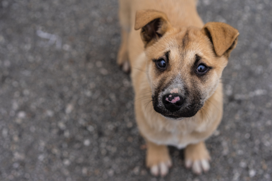 Hundebesitzer in Gifhorn sollen aufpassen, dass ihr Vierbeiner nicht einen der brutalen Köder schluckt. (Symbolbild)