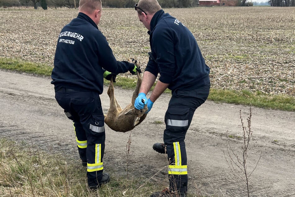 Die Feuerwehrleute trugen das Reh ein Stück vom gefährlichen Zaun weg.