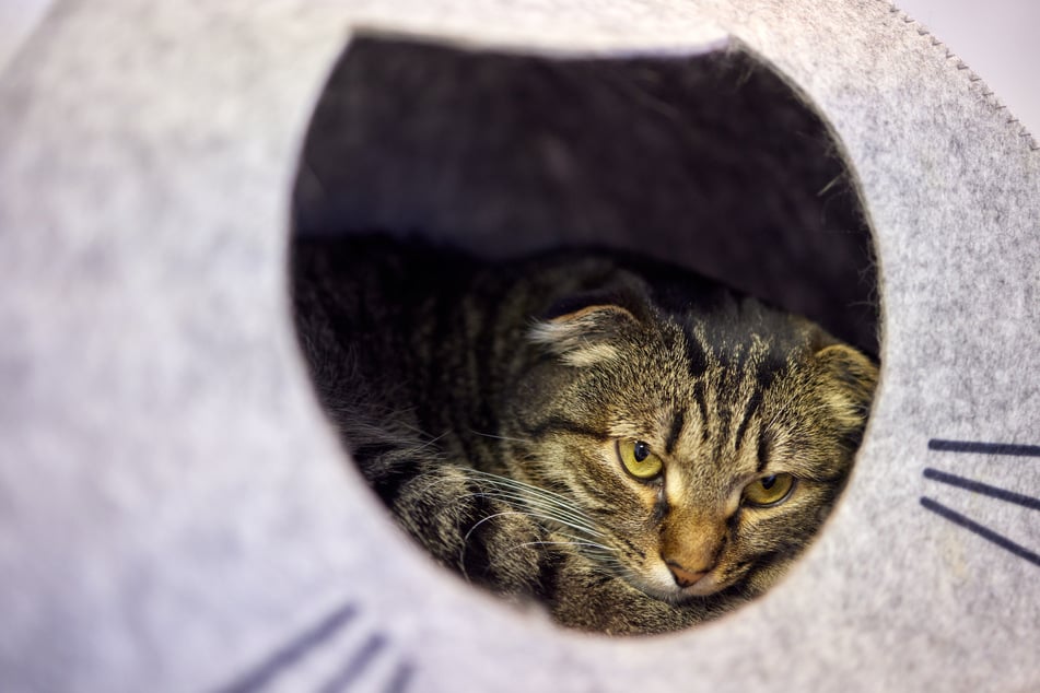 Katzen verstecken sich, wenn die gestresst sind oder Angst haben.