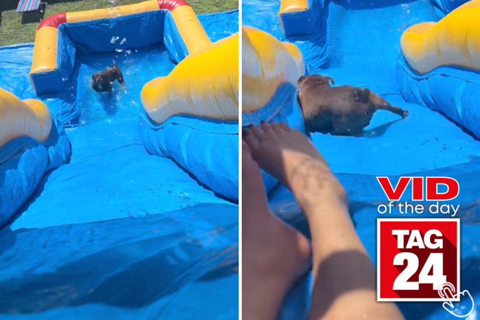Today's Viral Video of the Day features a pup that went down an inflatable waterslide with his human momma!