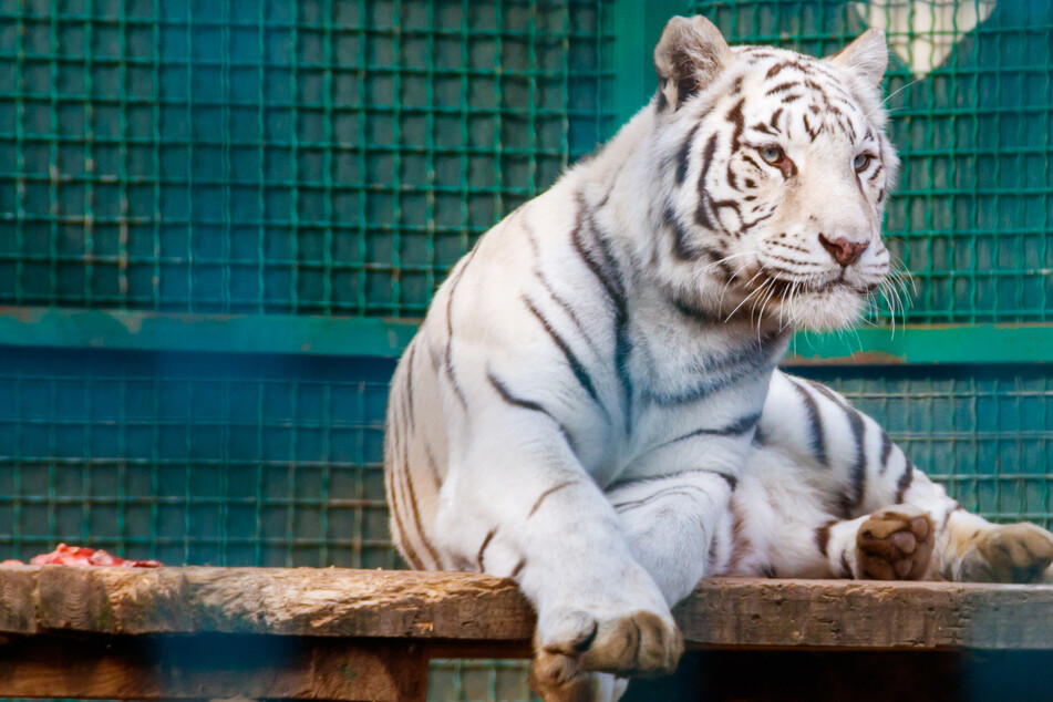 Tierquälerei statt Artenschutz: Kriminelle Netzwerke in Tigerfarmen verwickelt
