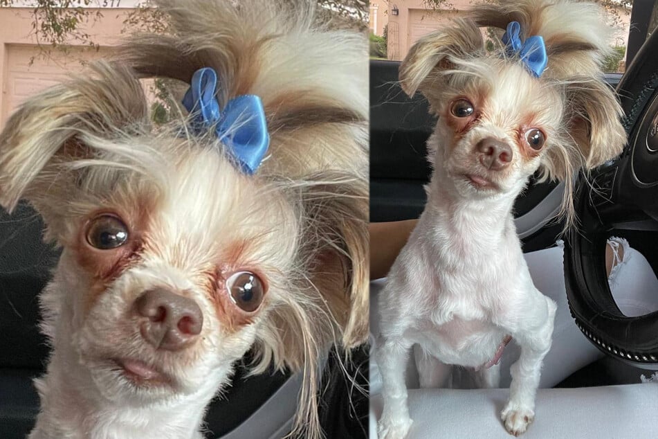 Dieser Bad-Hair-Day dürfte sich wohl über Wochen hinziehen.