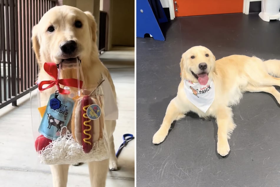 Golden Retriever Duke feierte den perfekten zweiten Hundegeburtstag seines Kumpels!