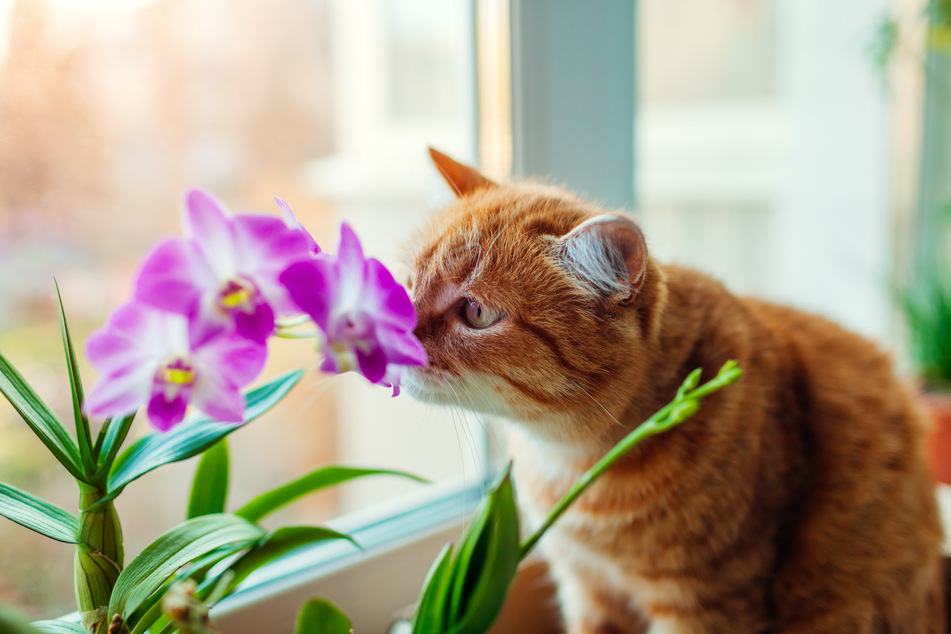 Auch einige Pflanzengerüche finden Katzen eher abstoßend.