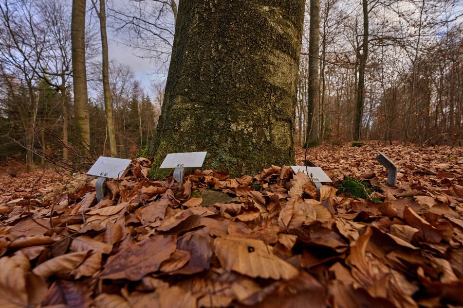 Namensschilder der Verstorbenen stehen an einem Baum im Rheinhöhen-Ruhewald in Dachsenhausen.