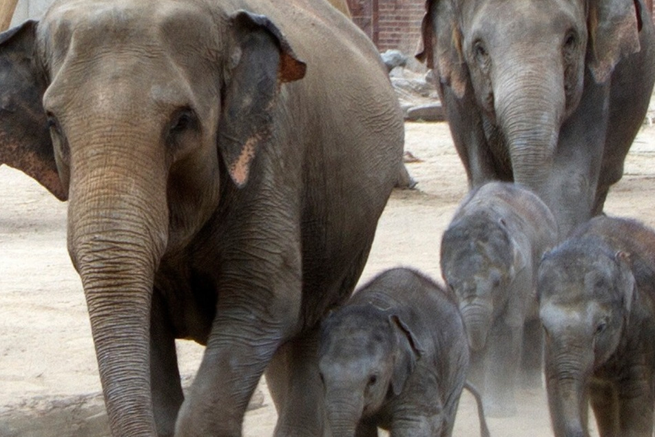 Entdeckertage: Der Zoo Leipzig sucht die schönsten Elefanten-Bilder!
