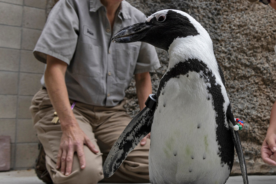 Besondere Hilfe im Zoo: Kranker Pinguin erhält orthopädische Schuhe