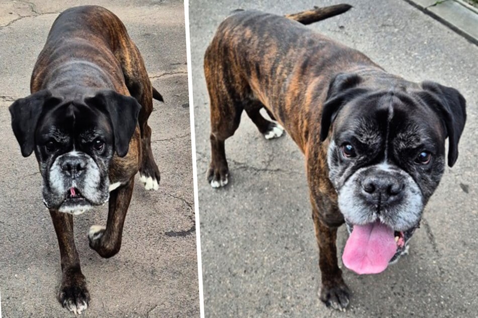 Darf Boxer Lucky nach viel Leid jetzt auf einen schönen Lebensabend hoffen?