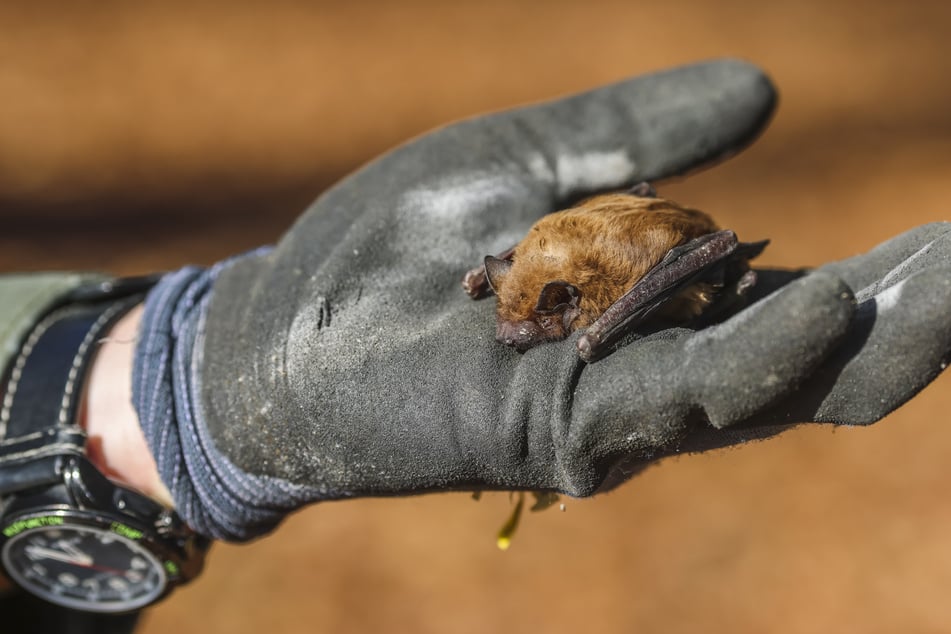 Egal wie klein sie sind - Fledermäuse sollte man nur mit festen Handschuhen anfassen.