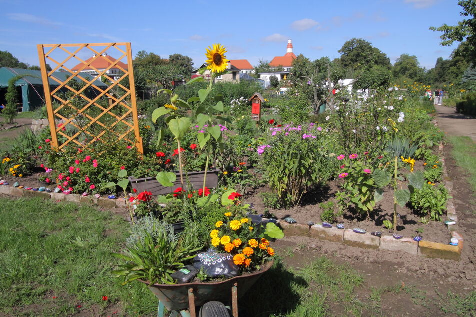 Der Tafelgarten wird von April bis September bewirtschaftet. Gäbe es mehr Förderung, könnten sogar bis zum ersten Frost Rosenkohl, Grünkohl, Spinat &amp; Co. angebaut werden.