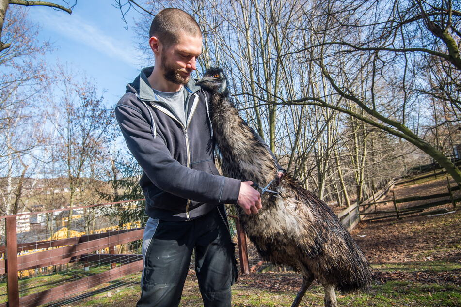 Der Bundesfreiwillige Nils Massnick schneidet Emu "Curly" ein paar Federn ab.