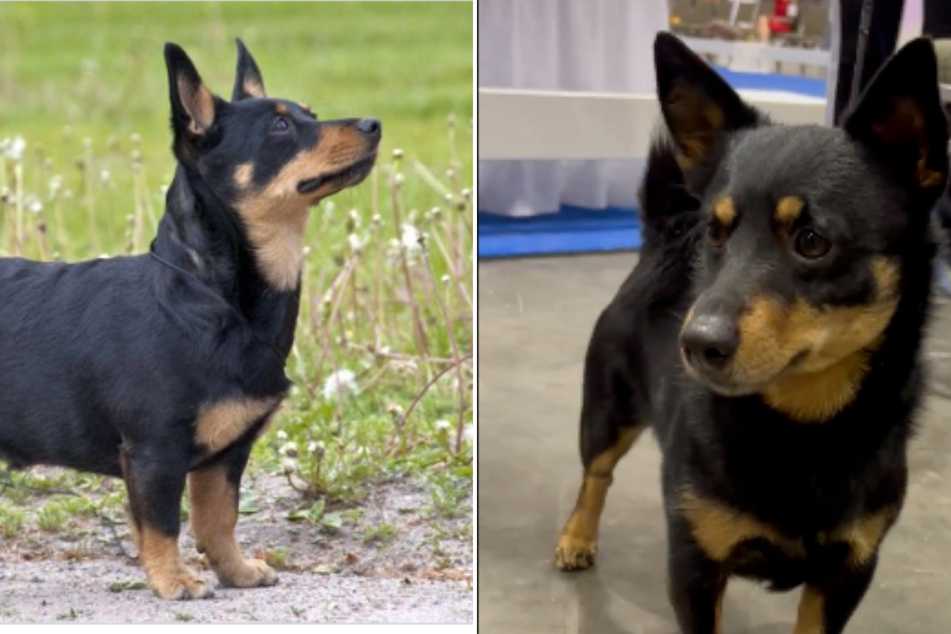 Lancashire heelers are the latest breed to be recognized by the American Kennel Club. These dogs are little and known for their smiles and grit.