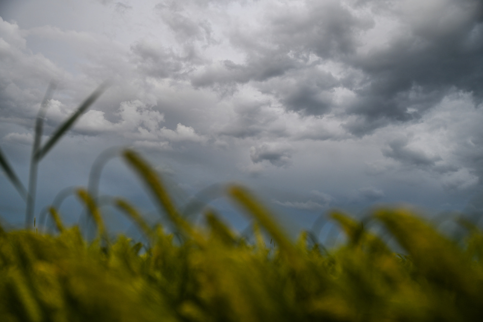 Dunkle Wolken über Weizenfeldern prägten das Bild eines intensiven Ländle-Sommers.