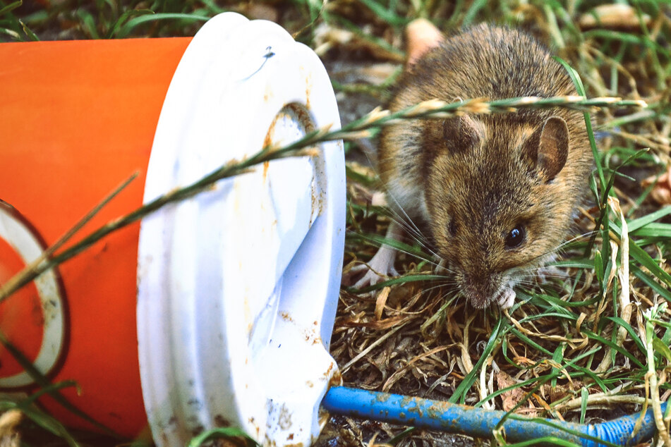 Müll und jede Menge Ratten: Einstmals schöner Park ist jetzt ein Höllenloch
