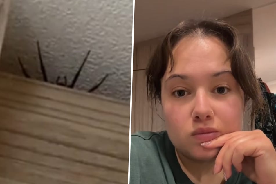 House spider births an army of reinforcements in horrifying video