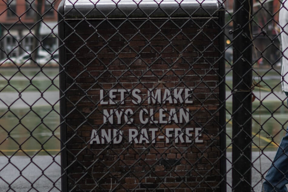 Rats can flourish even on items discarded as trash in cities, like soda cans thrown into recycling bins or crumbs given to pigeons.