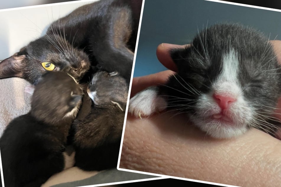 Besitzer liefern schwangere Katze im Tierheim ab: Der Grund macht einfach sprachlos