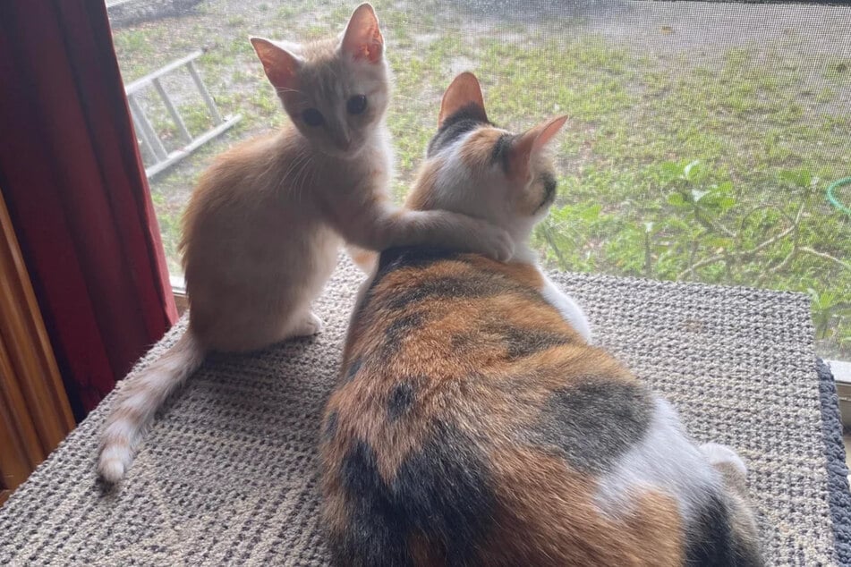 El gatito Butters se acerca, la gata Sweetie lo deja hacer.