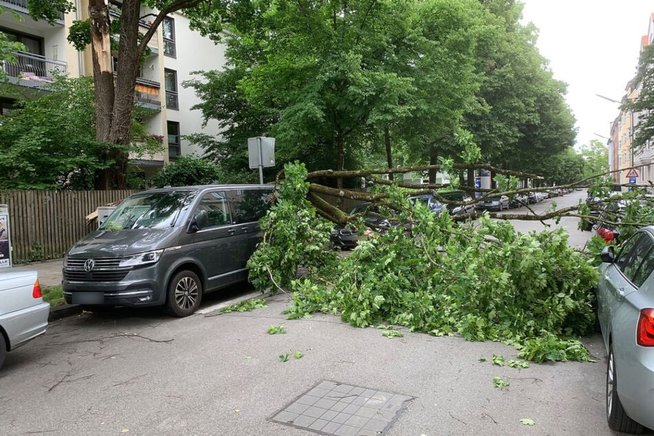 Der Riesen-Ast krachte auf die geparkten Autos und blockierte die Ruffinistraße.